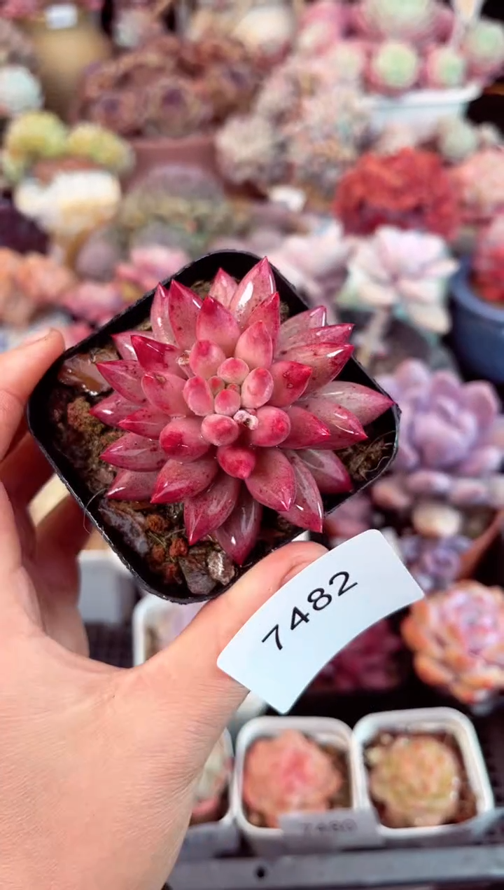 【闪购商品】7482单头金鱼姬多肉