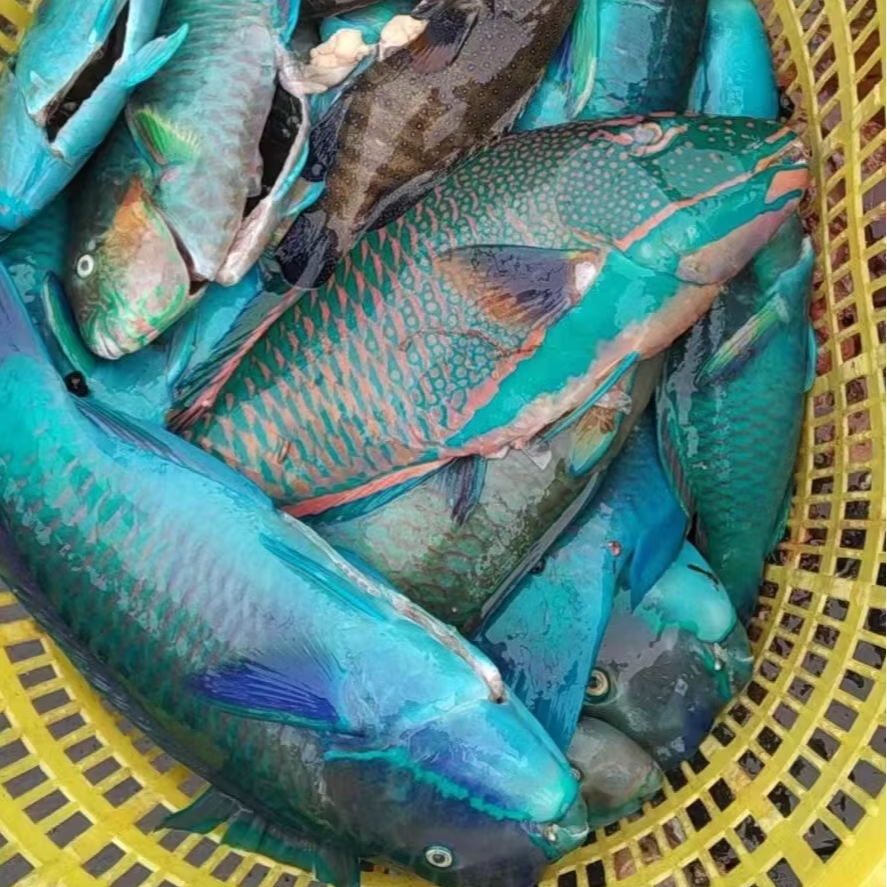 深海野生鱼（现场称重 4 ）no退no换~ 青岛 顺丰包邮  