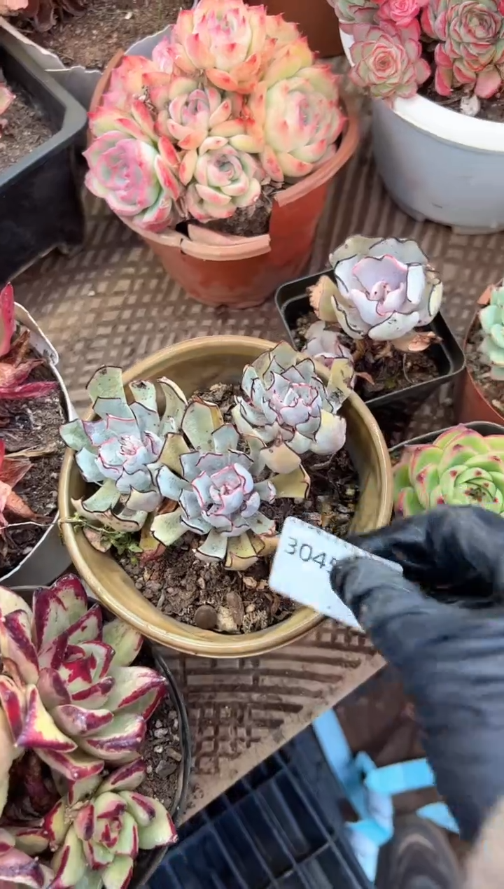 A****e多肉植物一物一拍30457