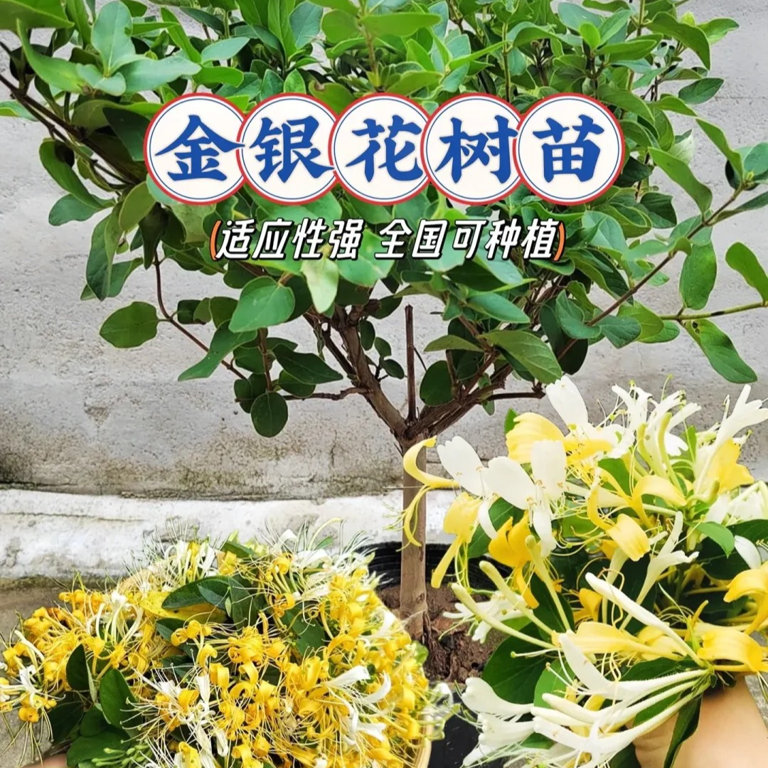 【盆栽金银花】观赏带香味可泡茶抗寒品种盆栽地栽南北方荔枝花卉