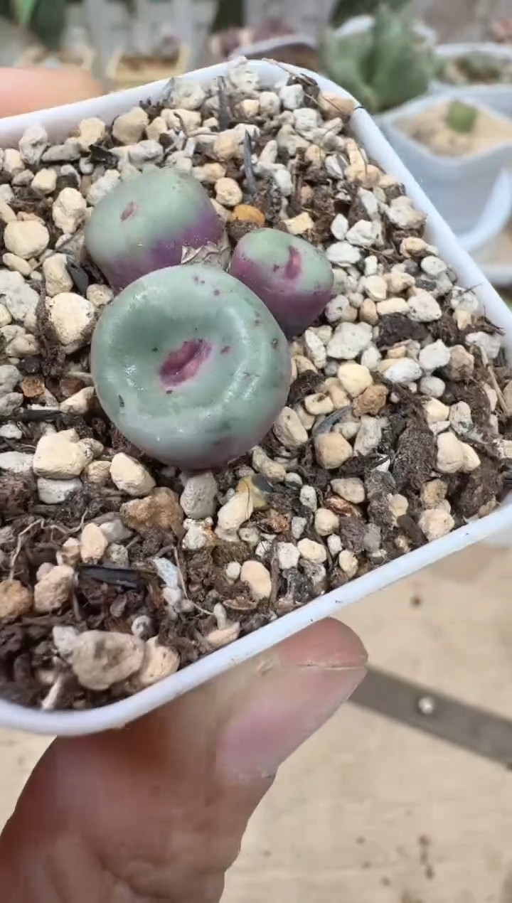 匹*曹28-405多肉植物肉锥427