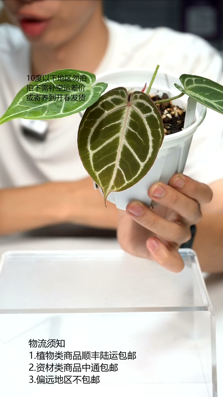 完全开放hu K红花烛