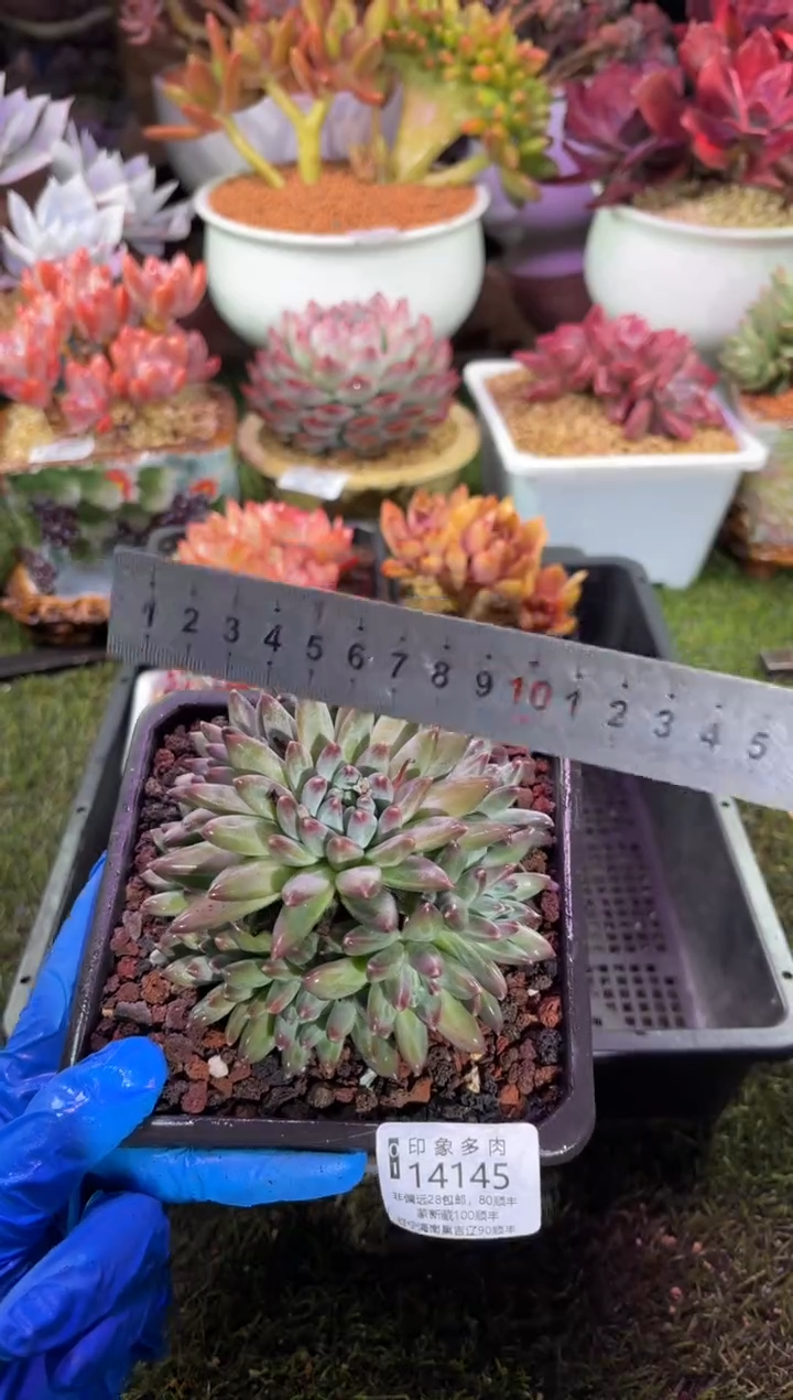 【闪购商品】14145