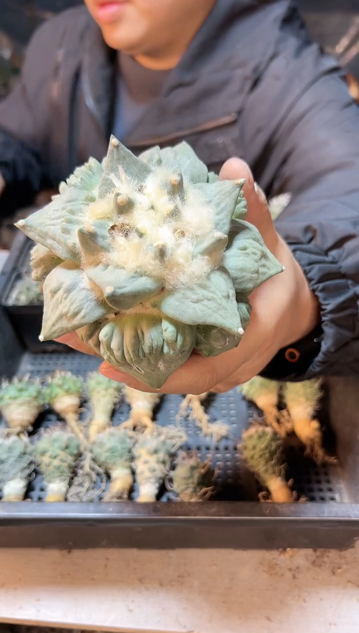 【闪购商品】7号苗接好怒怒涛11公分无根