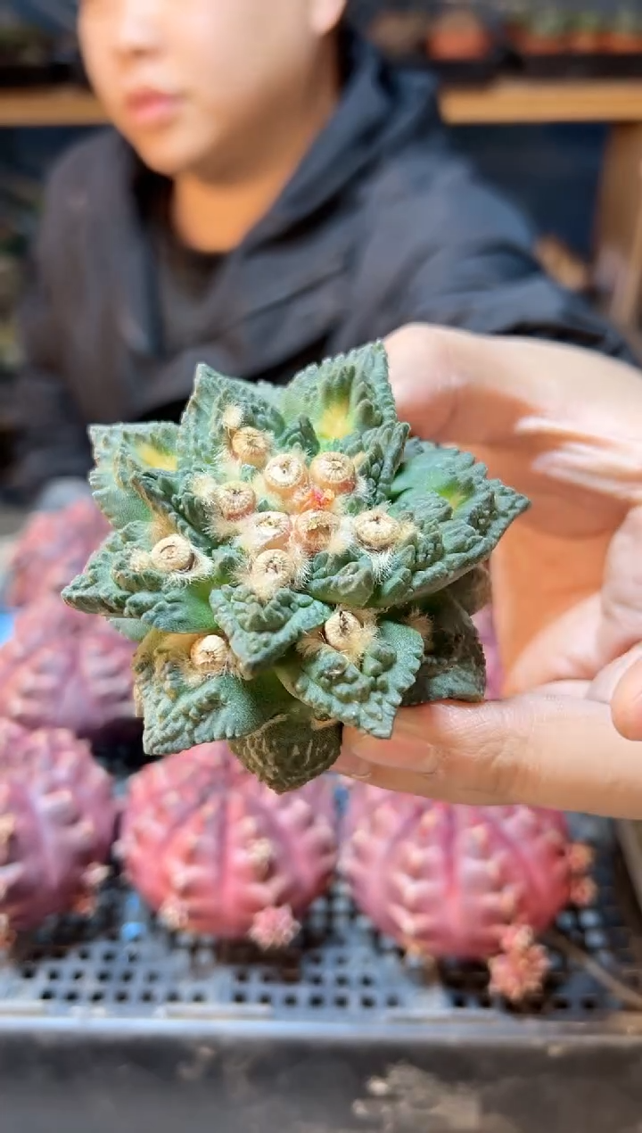 【闪购商品】1号苗接龙鳞龟无根8公分