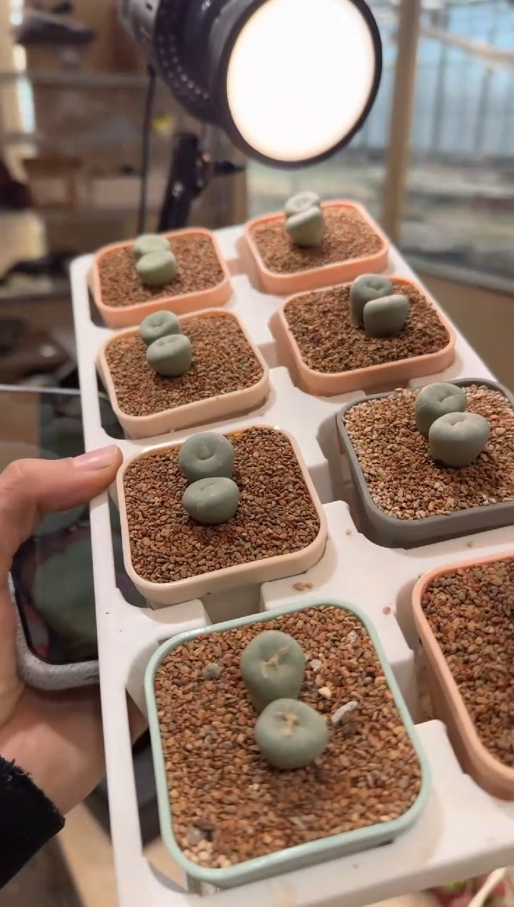328多肉植物肉锥双头红嘴一颗