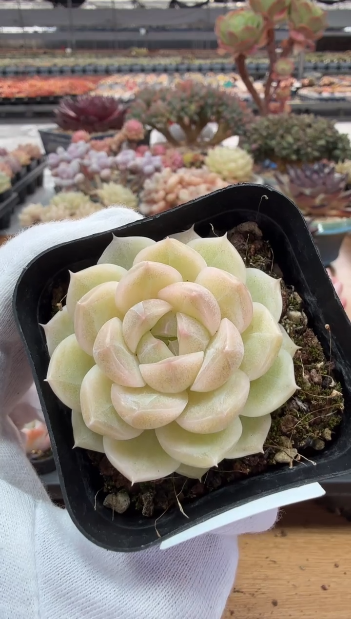 东云多肉园二店-59