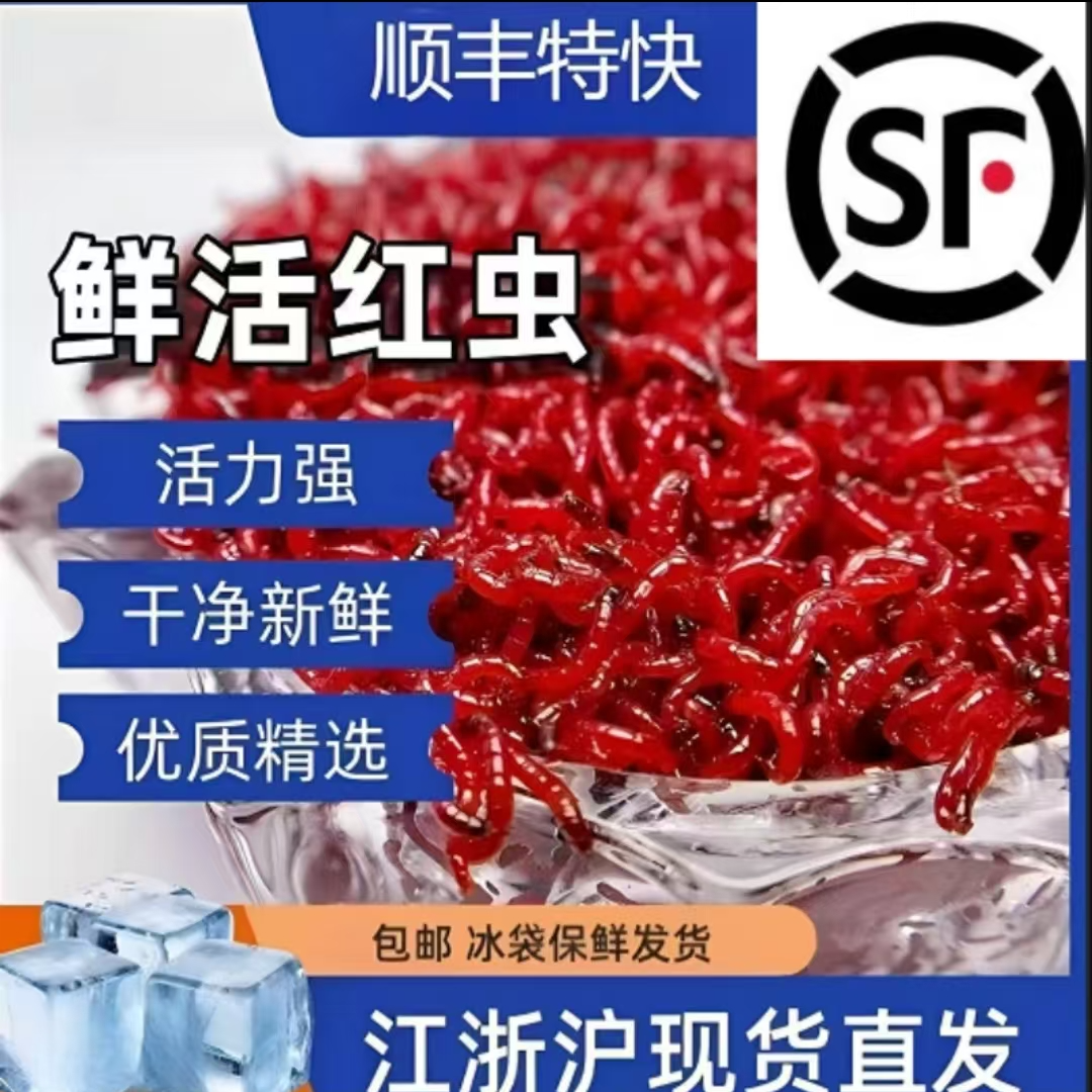 鲜活红虫大号活体活饵可挂钩用于喂鱼野钓鲫鱼饵料