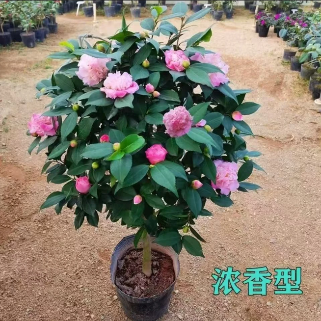 加大加高80cm - 100cm粉色茶花树苗盆栽花卉耐寒好养适合室内ly