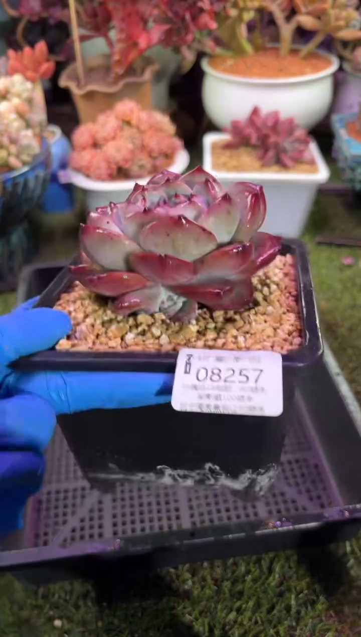 【闪购商品】08257