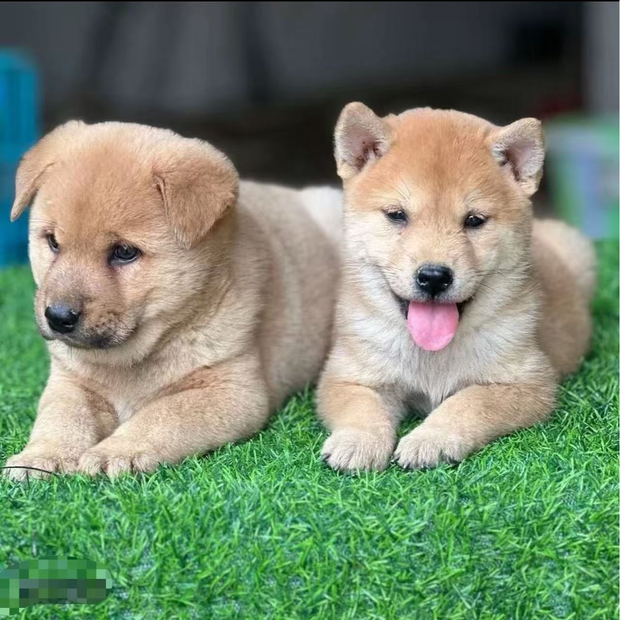 （铁哥犬舍）广西自家繁育精品中华田园犬