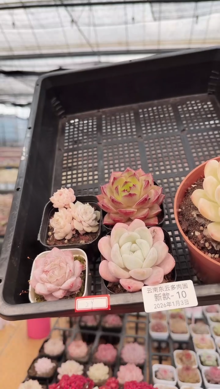 东云多肉园新款-10   120杯脱土发