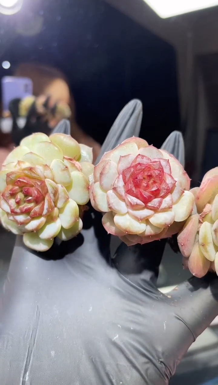 闪购548 黑露多肉一颗  