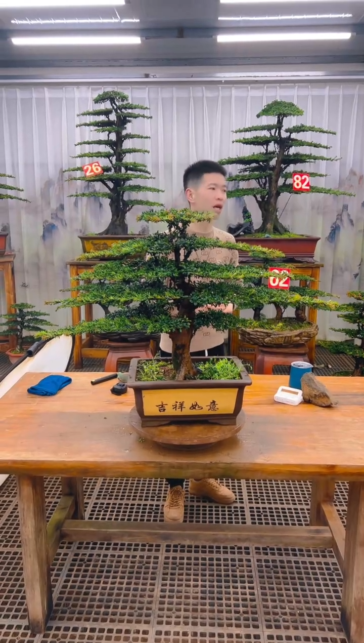 无花朵精品盆景直播间一物一拍