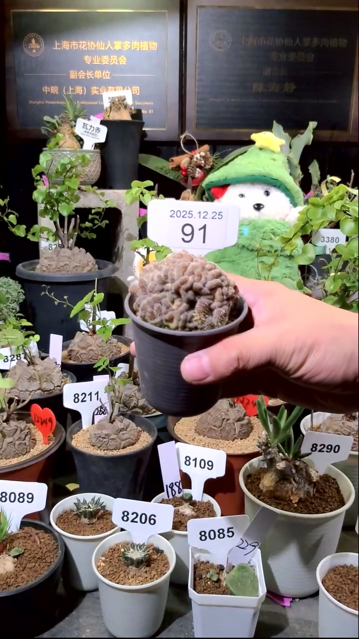号1225点赞福利植物