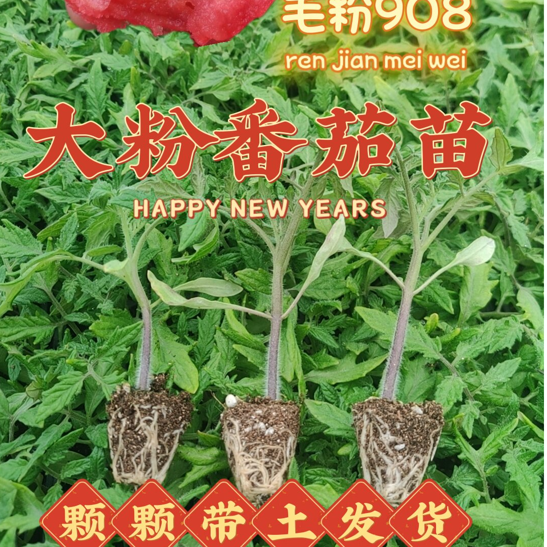 西红柿大粉番茄苗大红番茄种苗 四季种植