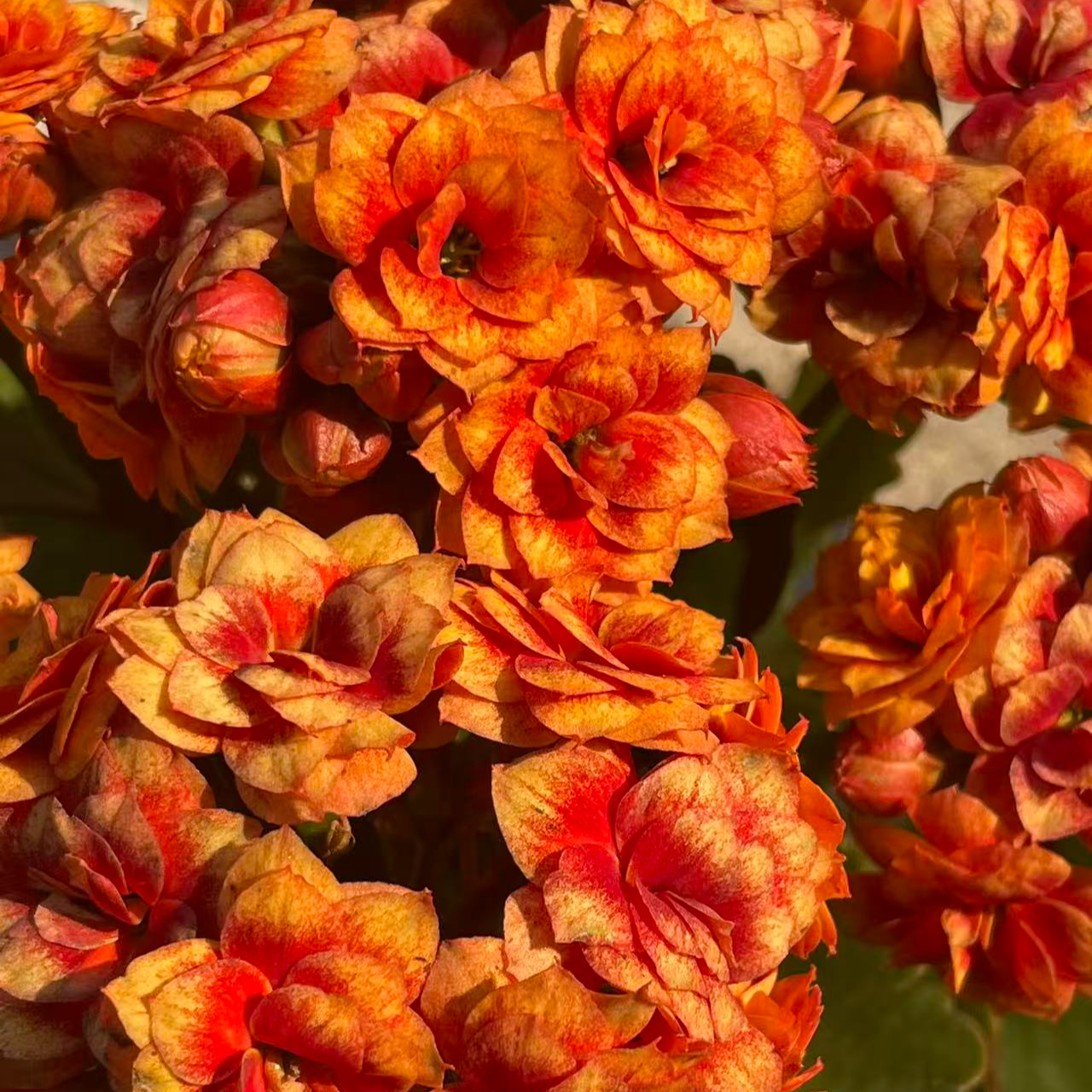 {银丝雀}精品重瓣大花苞长寿花 年宵花