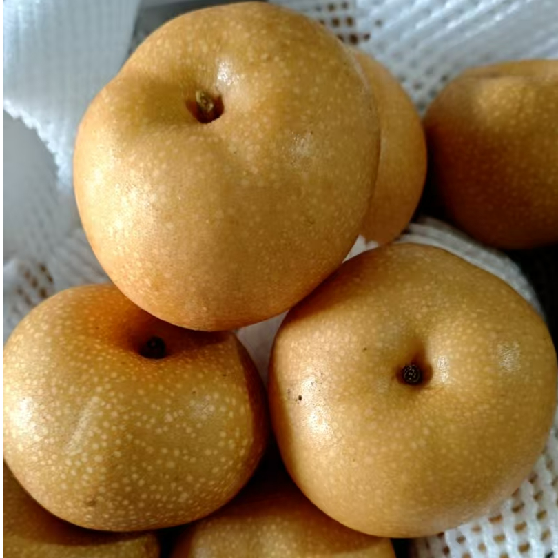 正宗秋月梨新鲜脆甜多汁应季水果绿色食品