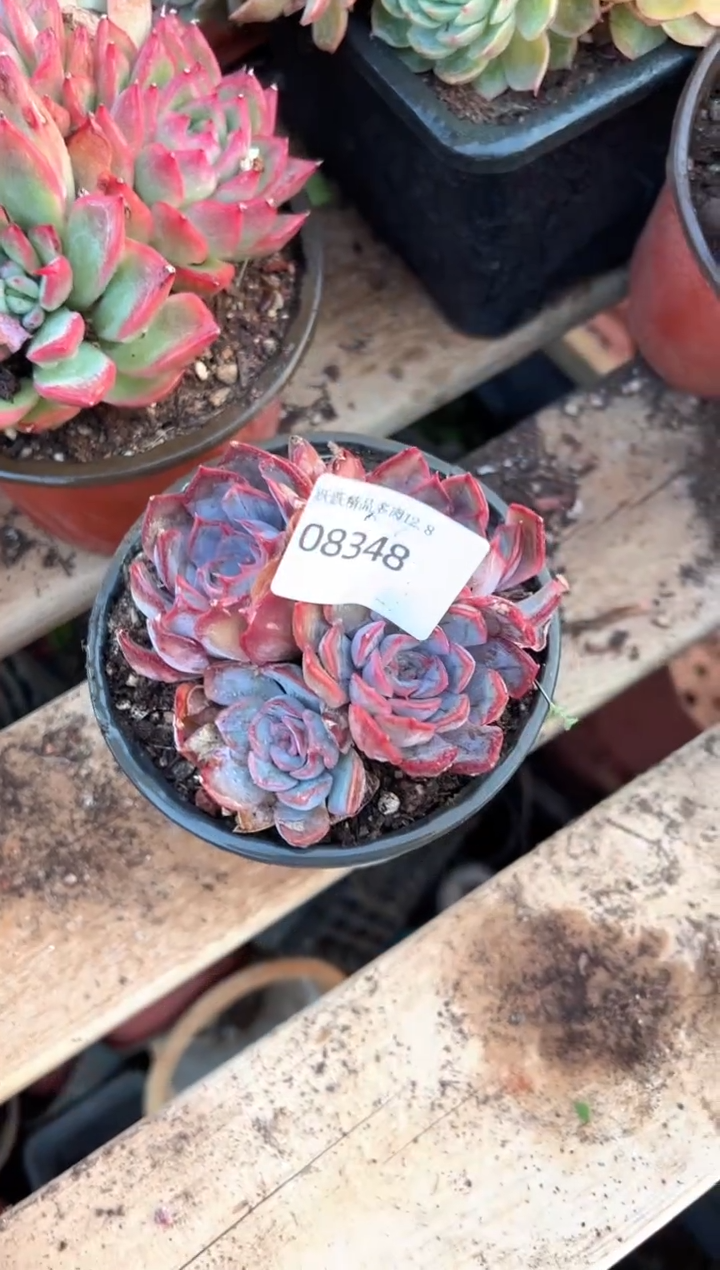 可*阿迷洲多肉花卉08348