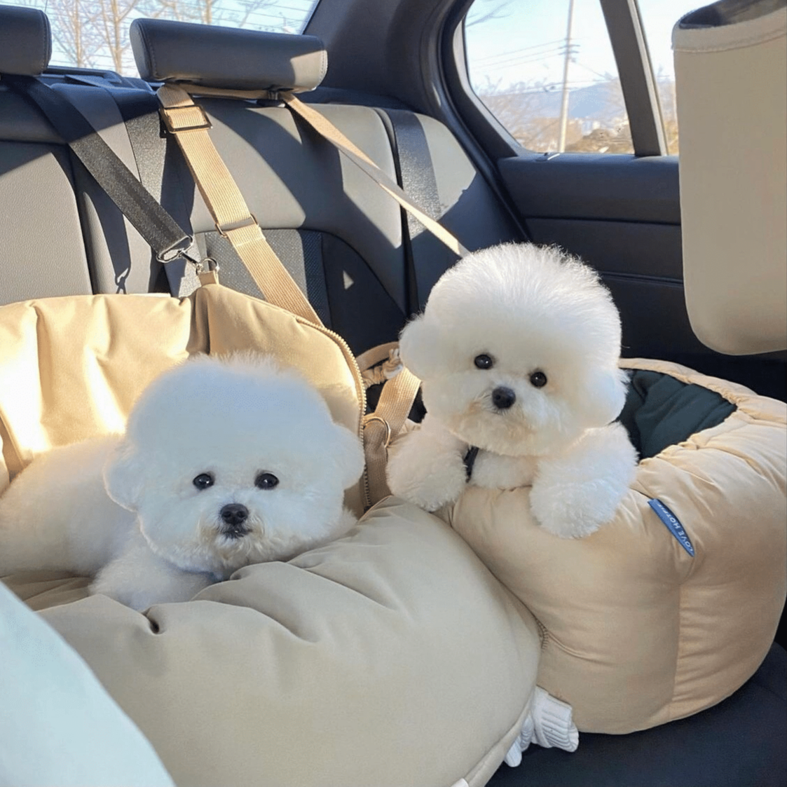 【π】家宠物狗各种品种可爱萌萌雪纳瑞幼犬售卖