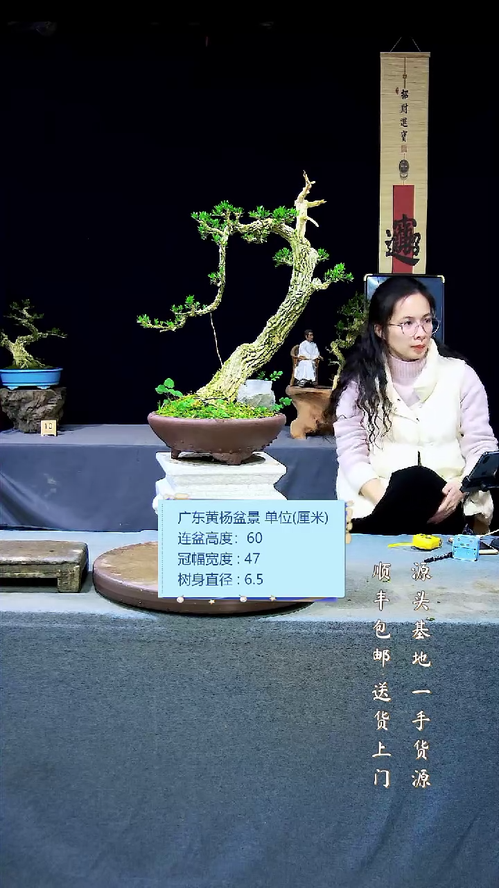 【闪购商品】雀舌黄杨盆景雀舌黄杨盆景