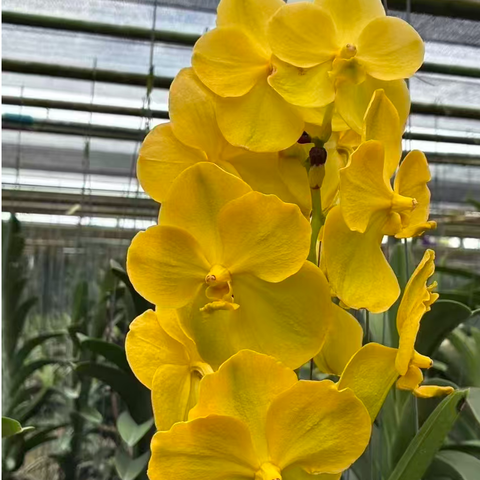 （顺丰）泰国《万代兰》一物一拍