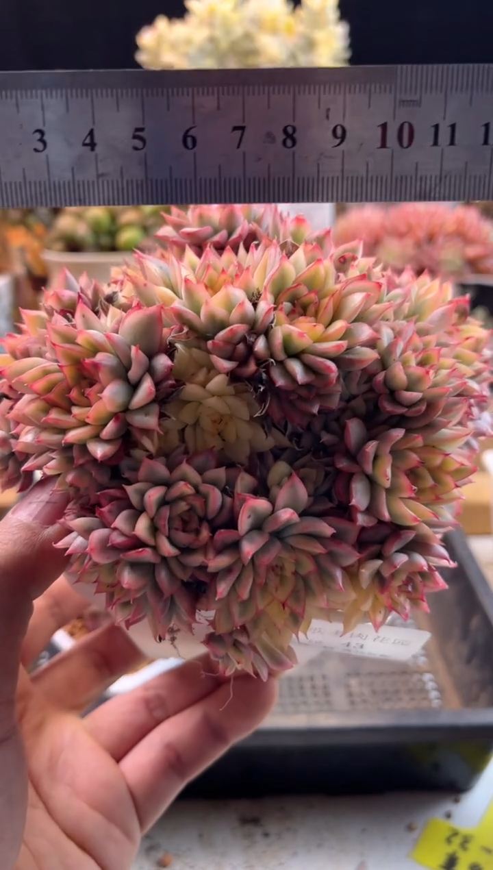 【闪购商品】2.16-43女雏锦