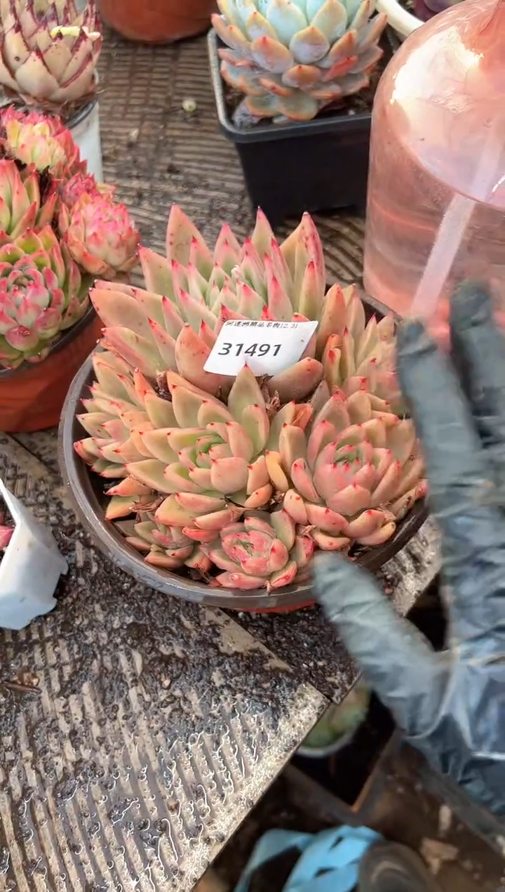 小*福多肉植物一物一拍31491