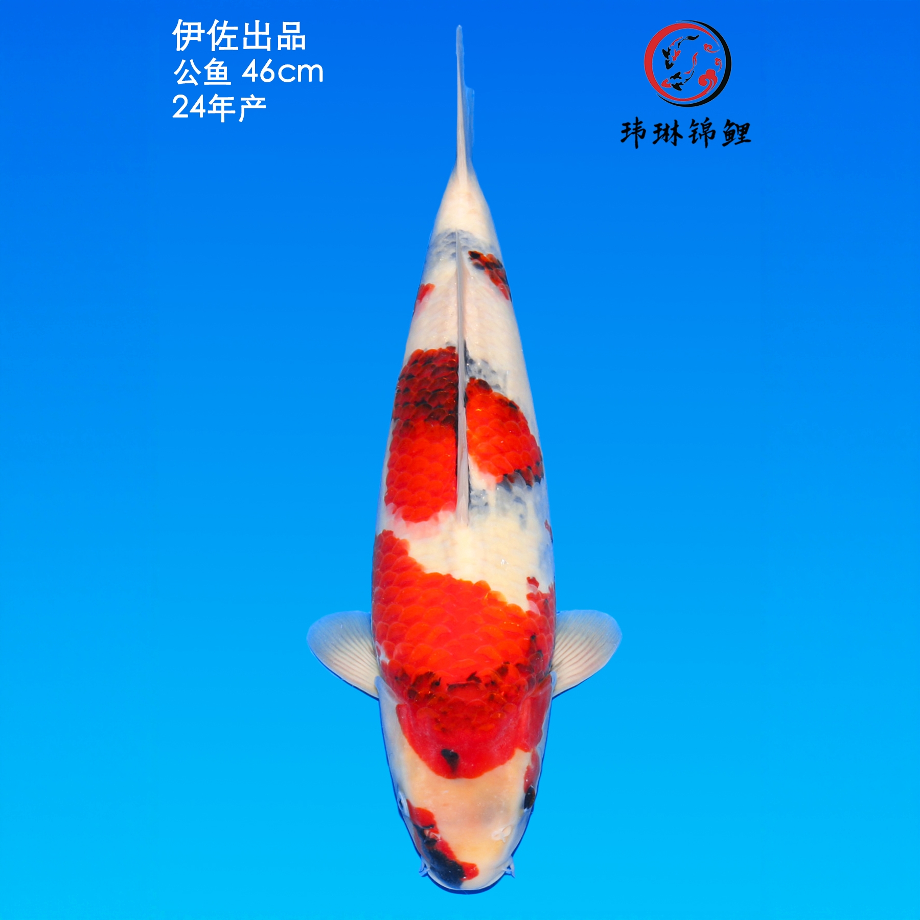 纯种日本锦鲤伊佐昭和冷水观赏鱼