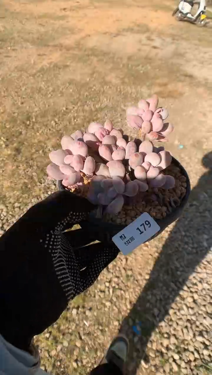 179香香雪一物一拍888