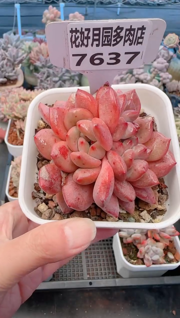 【闪购商品】7637.