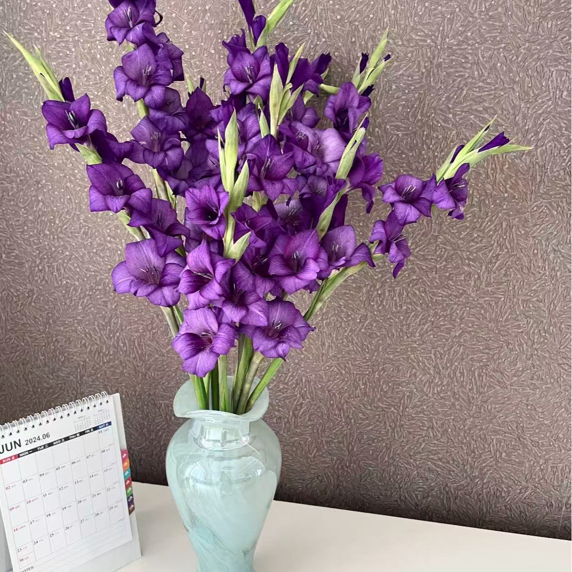 【一品花集】【紫色弗洛】剑兰 云南昆明基地直发家用鲜花