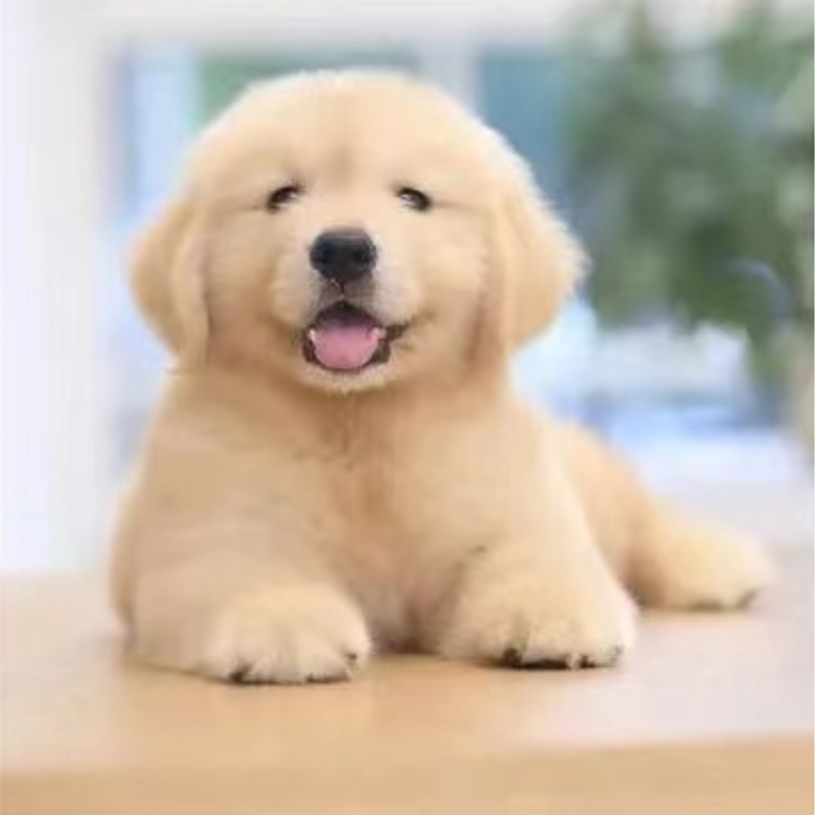 广东灵熙金毛犬舍