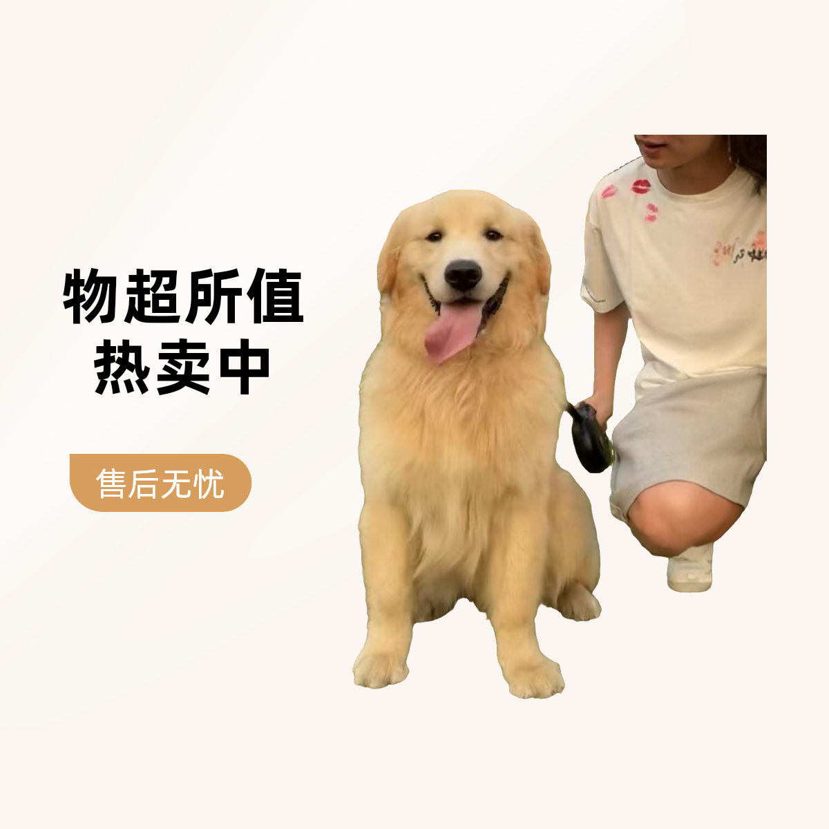 小成136李恒金毛大骨架金毛犬温顺