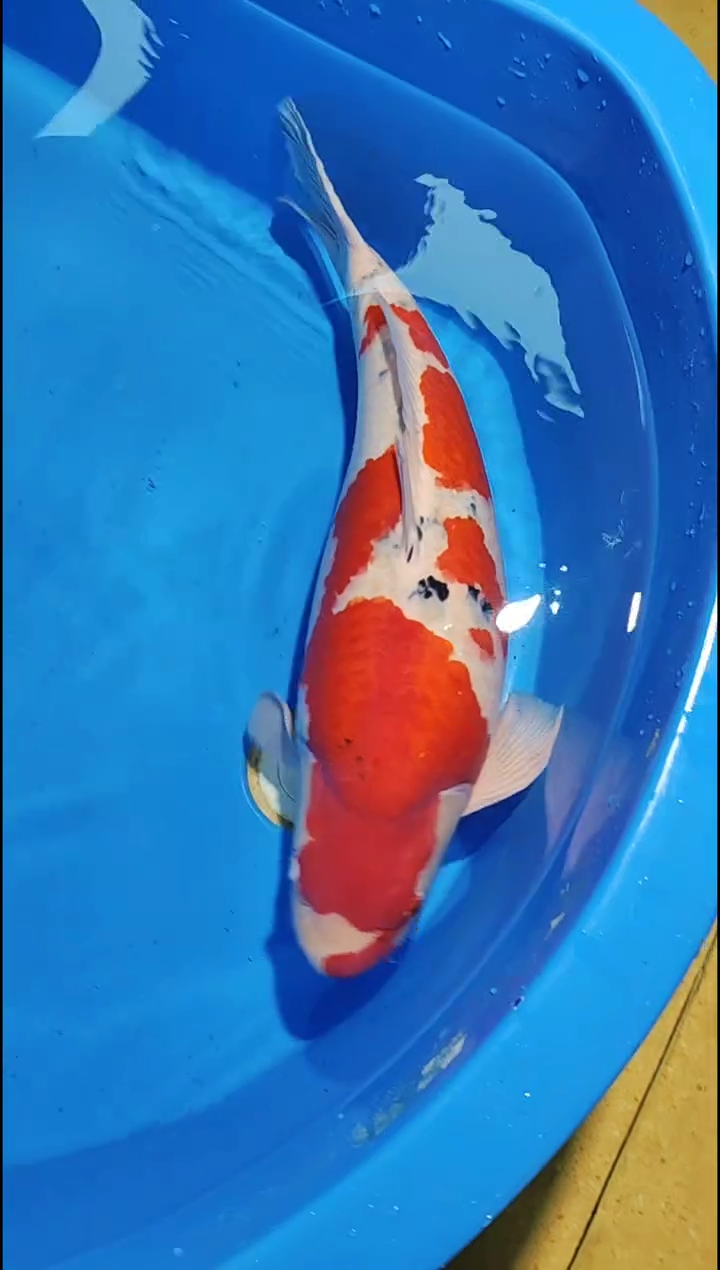 锦鲤【12.2】42号母鱼