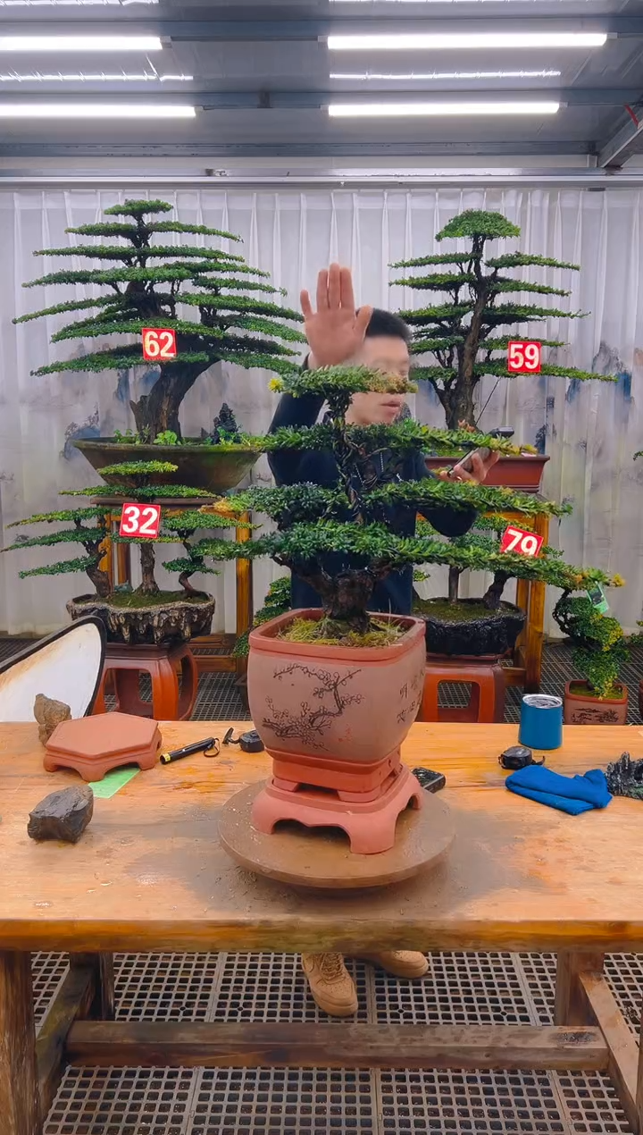 无花朵恩****车精品盆景直播间一物一拍