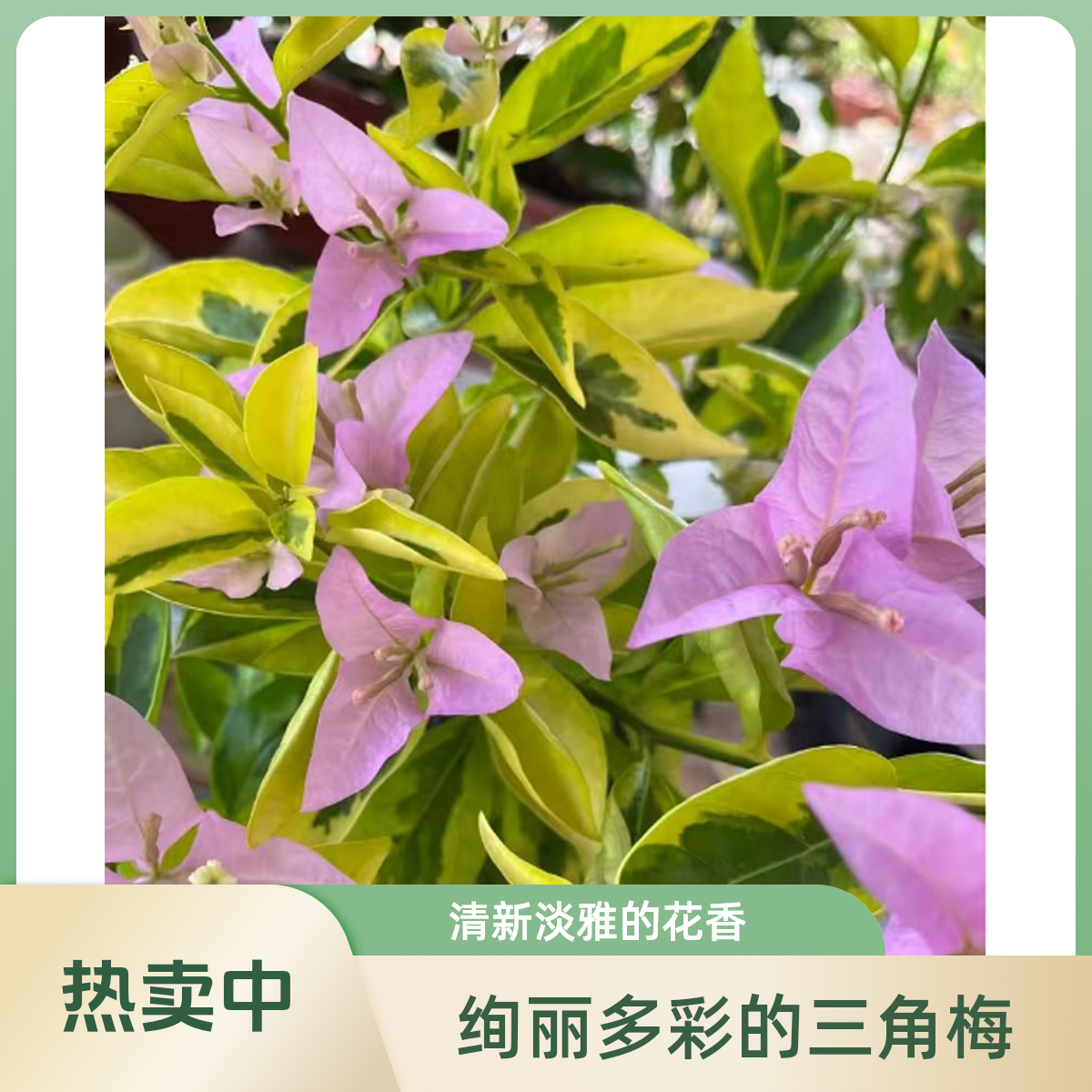 【金边新加坡大宫粉】品种袋苗三角梅四季勤花爬藤绿植袋苗不包huo