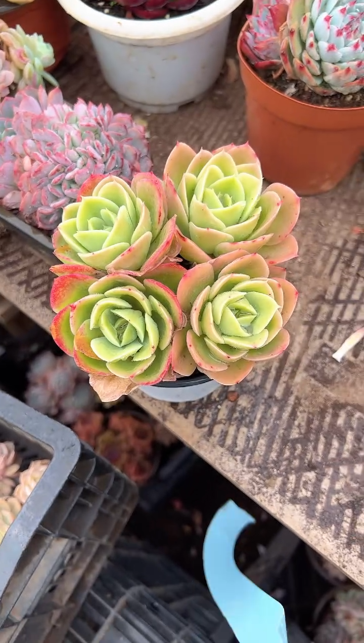 俞*多肉植物一物一拍23292