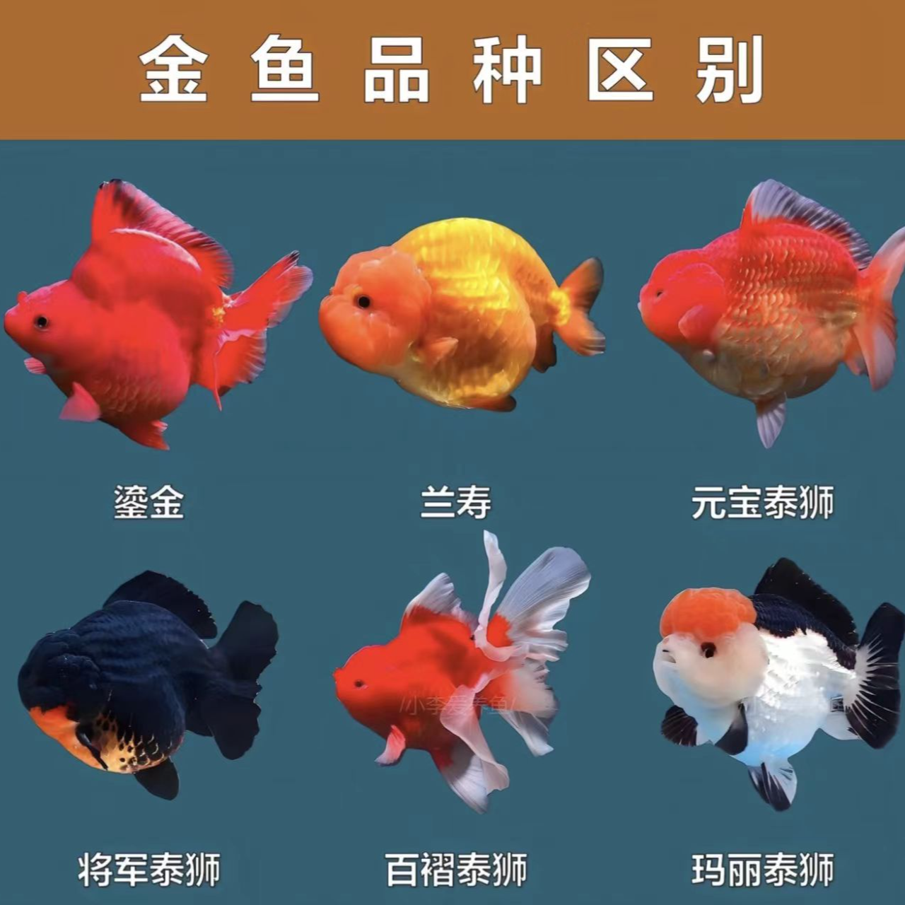 兰寿泰狮玛丽将军狮冷水鱼观赏鱼好养好活