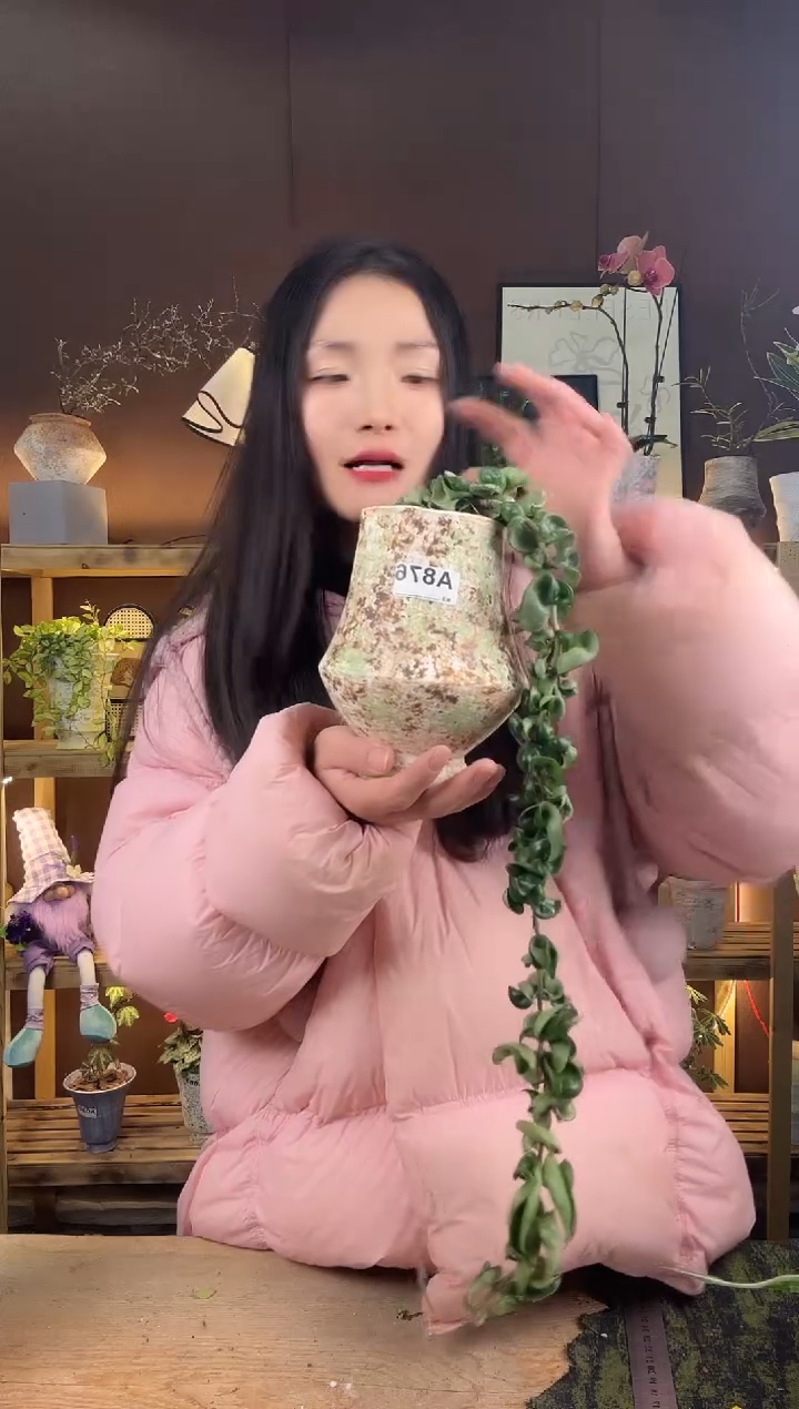 以实际为准卷叶球兰加盆一套876