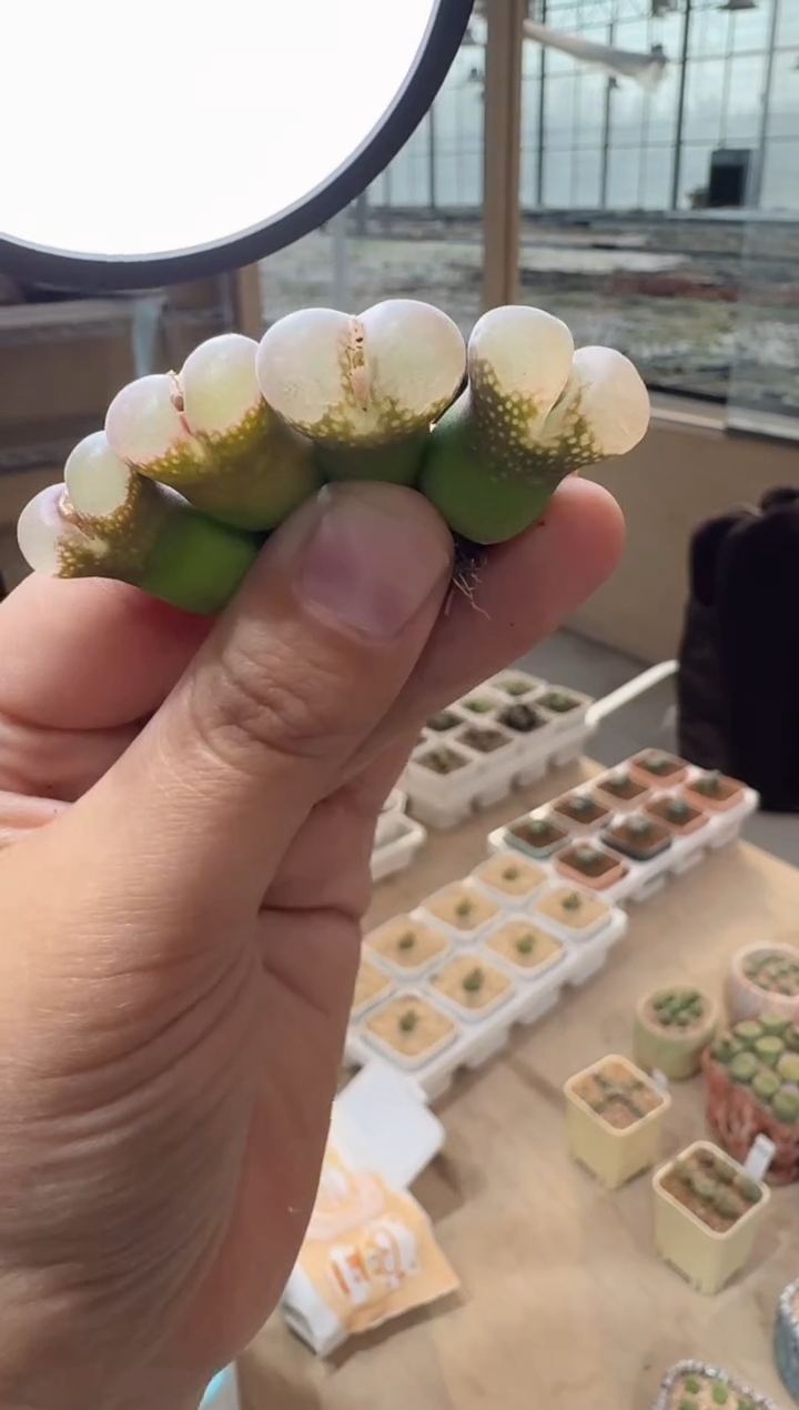 44多肉植物肉锥风铃一颗