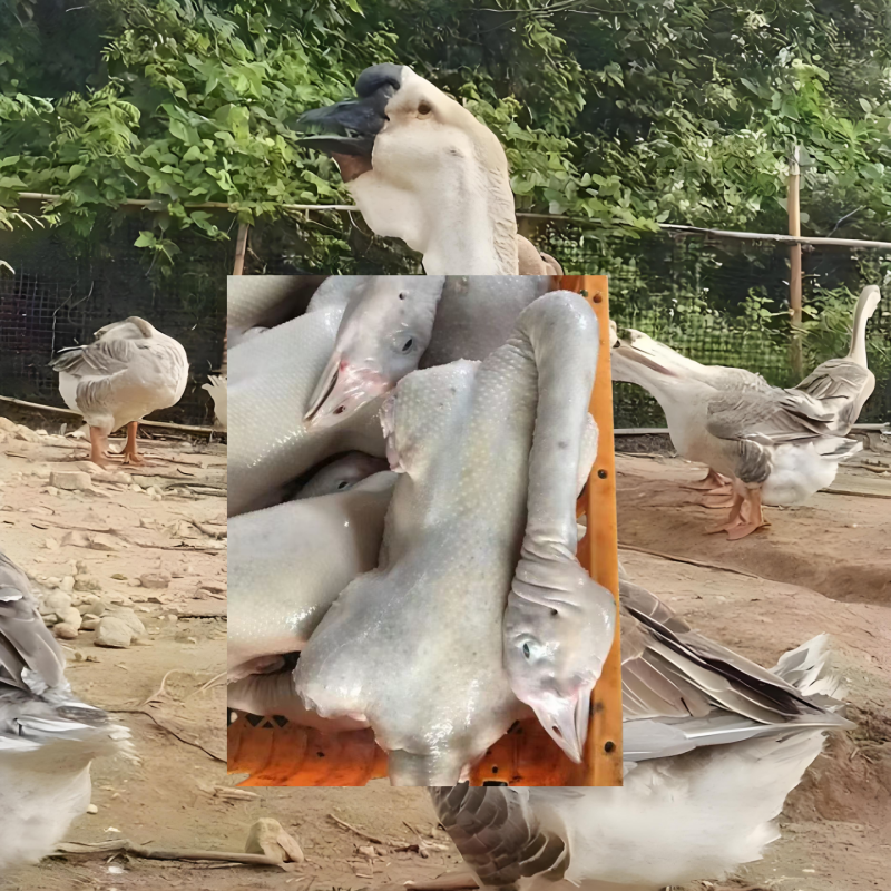 1斤左右狮头鹅鹅头顺丰包邮