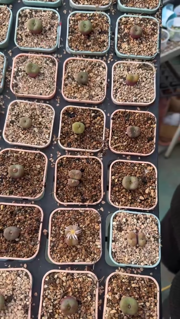 86多肉植物肉锥杂交一颗