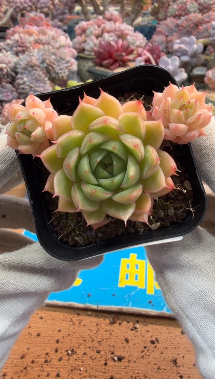 东云多肉园二店-520