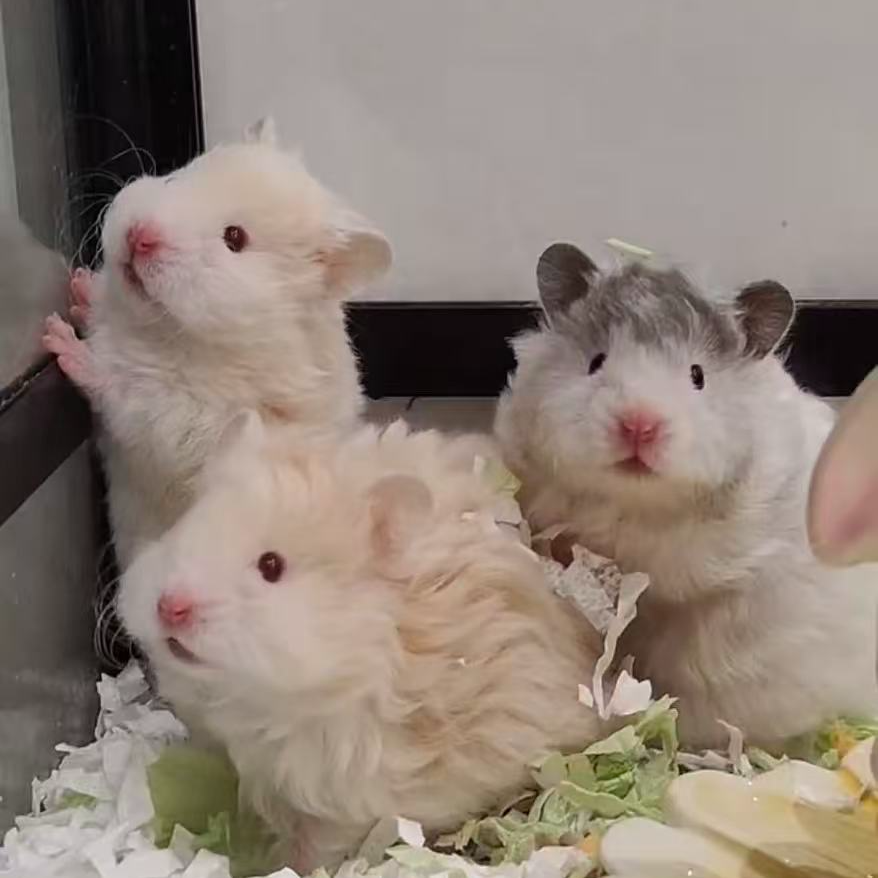 家养波利金丝熊仓鼠肉桂波黑波蜜波利火波可爱幼宠大体宠物藤盒发