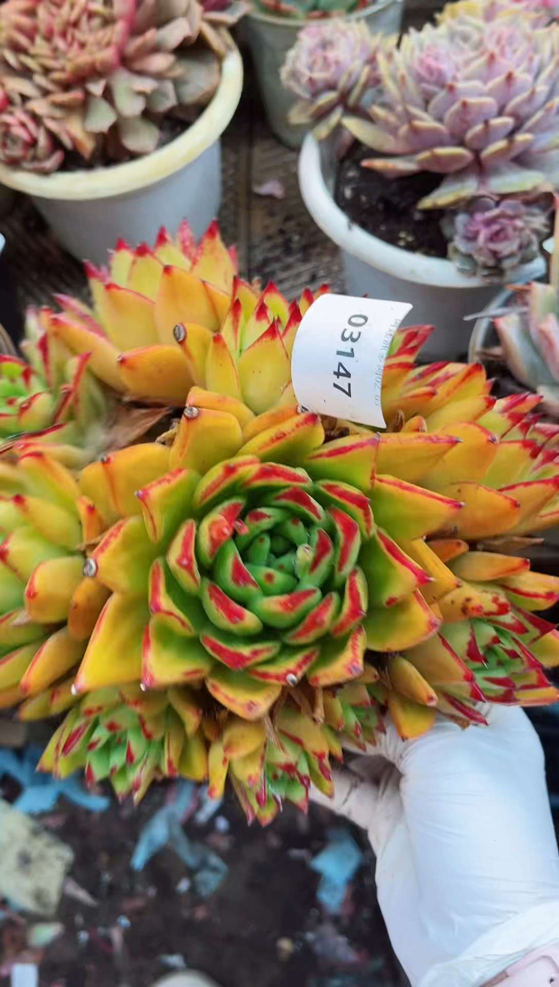 【闪购商品】03147