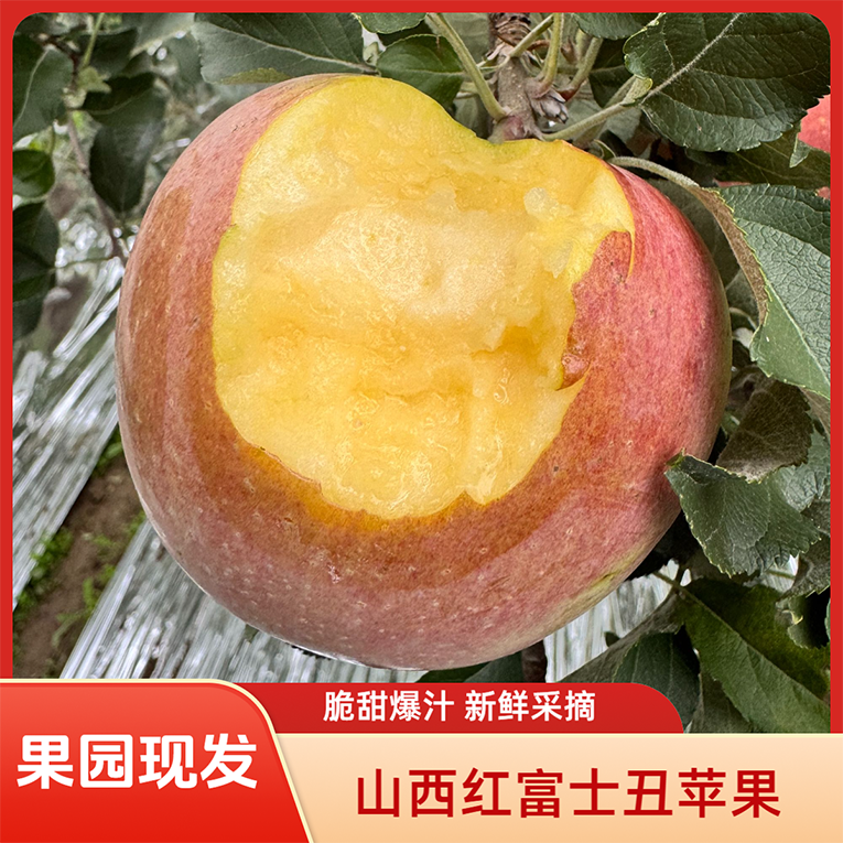 【冰糖心】山西红富士丑苹果当季新鲜水果脆甜多汁现摘现发