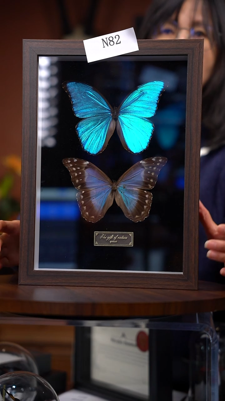 N82   大蓝闪雌雄组合