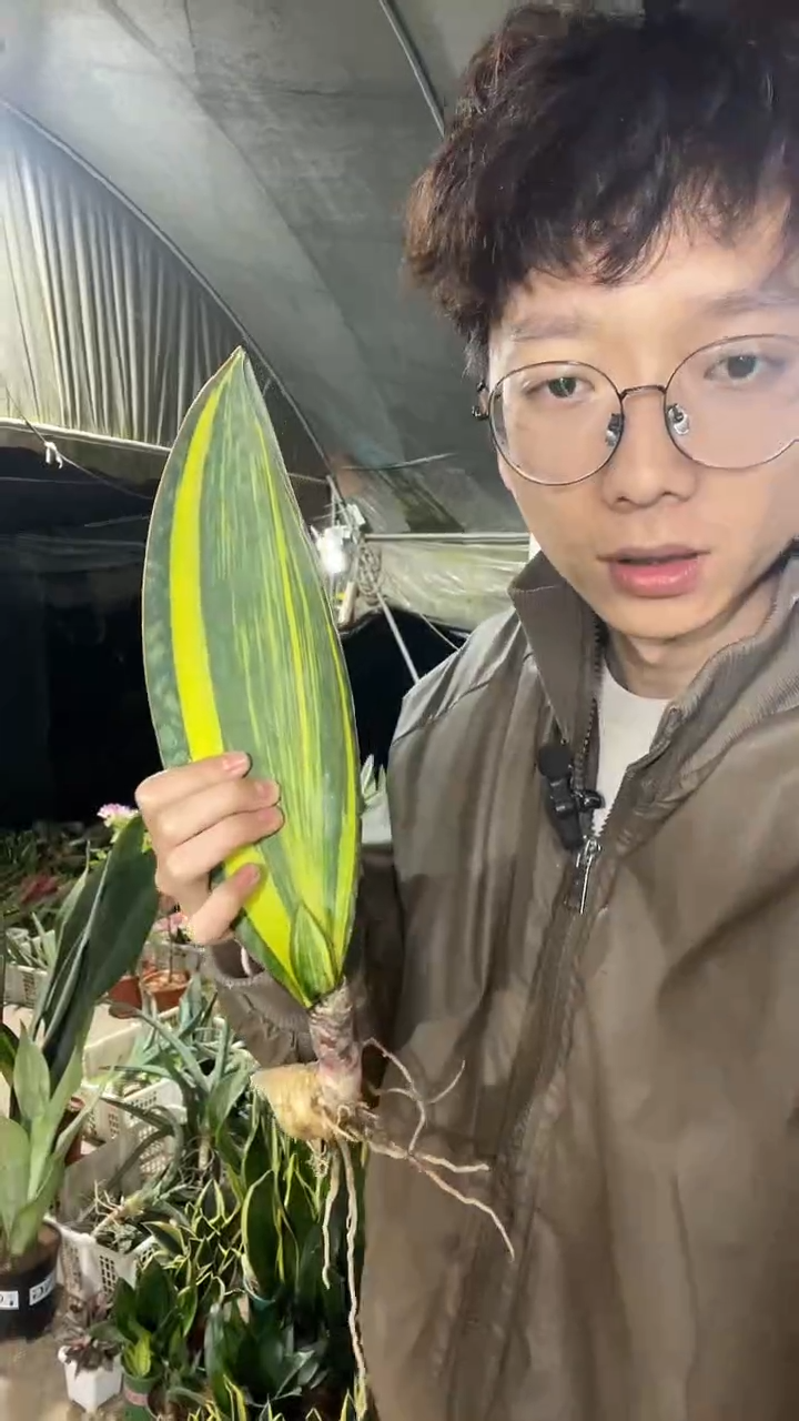 黄金宝镜单叶裸根28厘米8.8