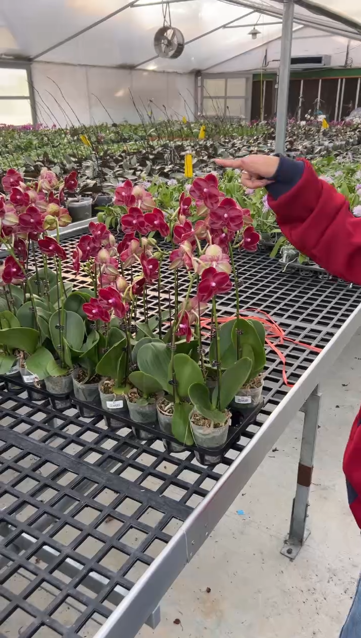 大部分开放少量花苞蕊娜丝 （3.0）带花不保花